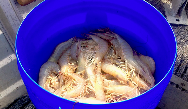 Perth Prawns Perth Prawns